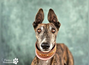 Magnus hat ein ruhiges, schüchternes Wesen