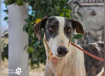 Jamal ist fröhlich und menschenbezogen, anfangs unterwürfig