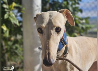 Lulea ist fröhlich und verschmust, braucht anfangs Zeit