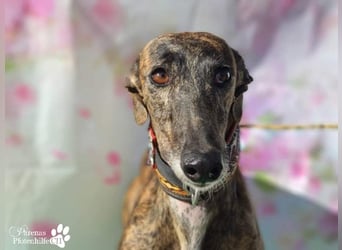 Holidays ist bereits in Deutschland