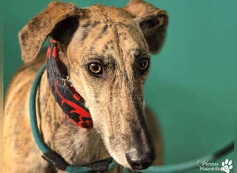 Karo ist menschenbezogen, braucht anfangs aber Zeit