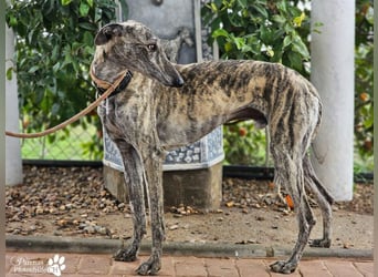 Manfred ist ein fröhlicher Galgo, anfangs schüchtern