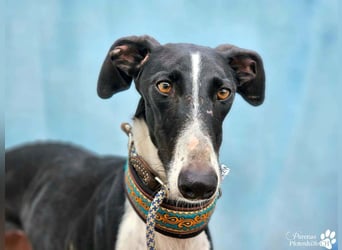 Madlen, wunderschön, sanftes Wesen, braucht anfangs etwas Zeit