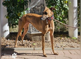 Kiki ist fröhlich und verspielt, anfangs schüchtern