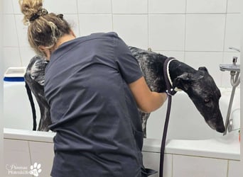 Kazim ist fröhlich, verschmust, ruhig und ausgeglichen