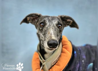 Lambada braucht Zeit und Geduld