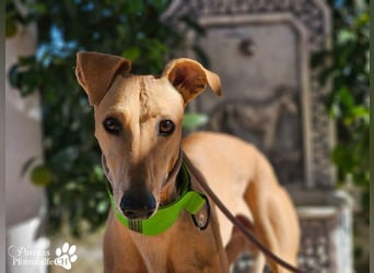 Ken ist freundlich, eher ruhig, braucht anfangs Zeit