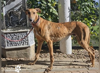 Lancelot ist ein sanfter Galgorüde