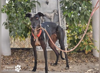 Huelva, bereits auf PS in Deutschland (Raum Darmstadt)