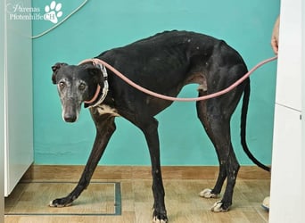 Kazar ist freundlich und verspielt, anfangs unterwürfig