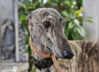 Manfred ist ein fröhlicher Galgo, anfangs schüchtern