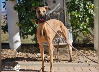 Kiki ist fröhlich und verspielt, anfangs schüchtern