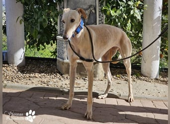 Lulea ist fröhlich und verschmust, braucht anfangs Zeit