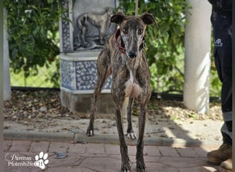 Merida ist sehr verschmust und fröhlich, braucht anfangs  Zeit