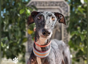 Kazim ist fröhlich, verschmust, ruhig und ausgeglichen