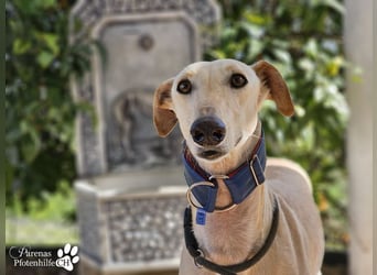 Lulea ist fröhlich und verschmust, braucht anfangs Zeit