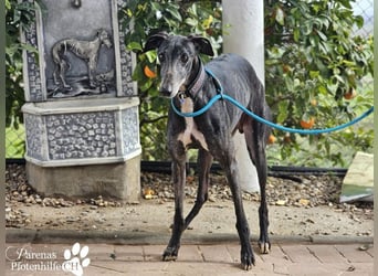 Luigi ist ein Schatz, anfangs etwas schüchtern, öffnet sich aber schnell