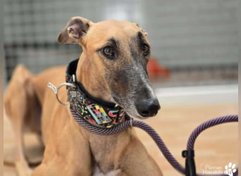 Kanoa ist jung,  verschmust, anfangs etwas zurückhaltend