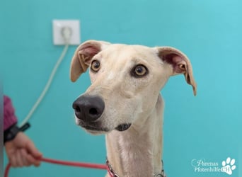 Lars ist ein fröhlicher Galgorüde mit einem sanften Herz