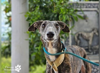 Lambada braucht Zeit und Geduld