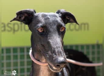 Huelva, bereits auf PS in Deutschland (Raum Darmstadt)