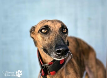 Kiki ist fröhlich und verspielt, anfangs schüchtern