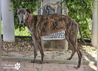 Merida ist sehr verschmust und fröhlich, braucht anfangs  Zeit