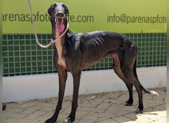 Huelva, bereits auf PS in Deutschland (Raum Darmstadt)