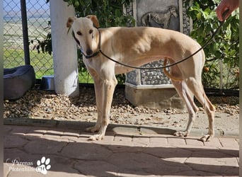 Lulea ist fröhlich und verschmust, braucht anfangs Zeit