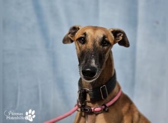 Kanoa ist eine wunderschöne Galga, anfangs ist sie unsicher