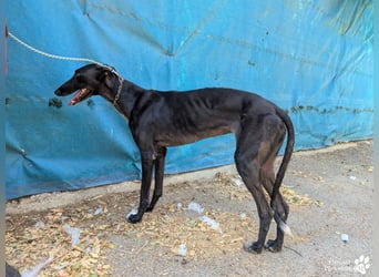 Huelva, bereits auf PS in Deutschland (Raum Darmstadt)