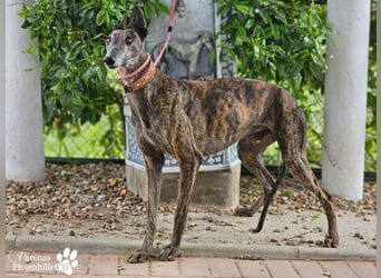 Magnus hat ein ruhiges, schüchternes Wesen