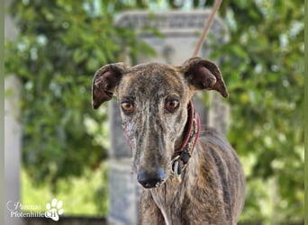 Merida ist sehr verschmust und fröhlich, braucht anfangs  Zeit