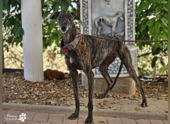 Umami, sanfte Galga, zunächst schüchtern, dann aber verschmust u menschenbezogen
