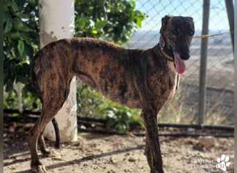 Holidays ist bereits in Deutschland