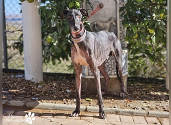 Kazim ist fröhlich, verschmust, ruhig und ausgeglichen