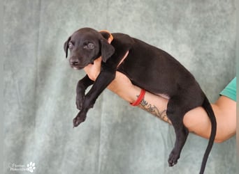 Rubino ist ein aufgeweckter, verschmuster Galgo Welpe