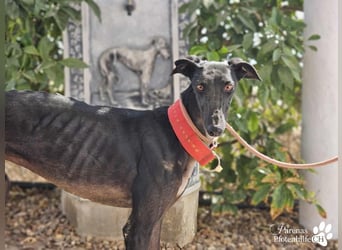 Huelva, bereits auf PS in Deutschland (Raum Darmstadt)