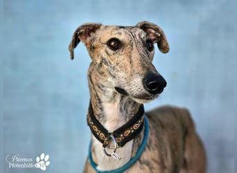 Kiros ist menschenbezogen , zutraulich  und verschmust