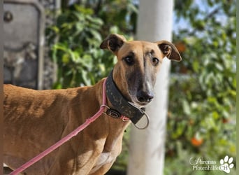 Kanoa ist eine wunderschöne Galga, anfangs ist sie unsicher