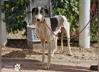 Jamal ist fröhlich und menschenbezogen, anfangs unterwürfig