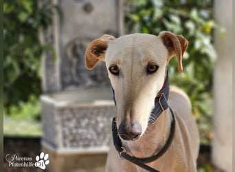 Lulea ist fröhlich und verschmust, braucht anfangs Zeit