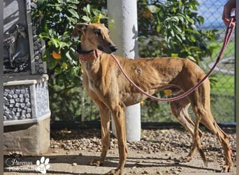 Lancelot ist ein sanfter Galgorüde