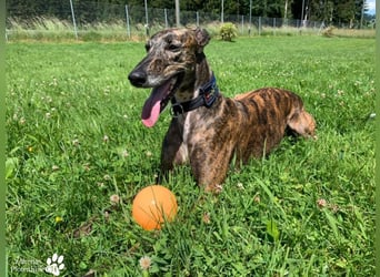 Holidays ist bereits in Deutschland