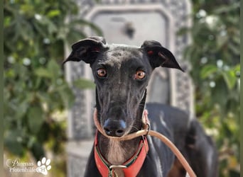 Huelva, bereits auf PS in Deutschland (Raum Darmstadt)