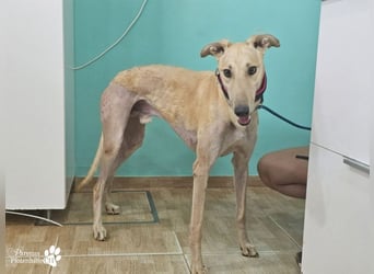 Tarugo ist ein freundlicher, aufgeschlossener Galgo