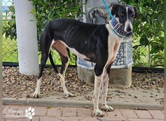 Madlen, wunderschön, sanftes Wesen, braucht anfangs etwas Zeit