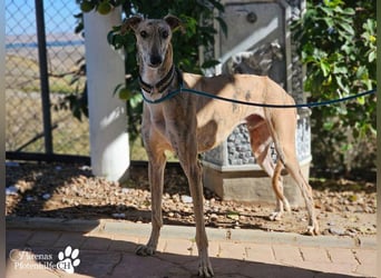 Kiros ist menschenbezogen , zutraulich  und verschmust