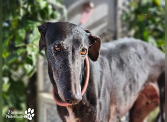 Kazar ist freundlich und verspielt, anfangs unterwürfig