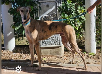 Kiros ist menschenbezogen , zutraulich  und verschmust